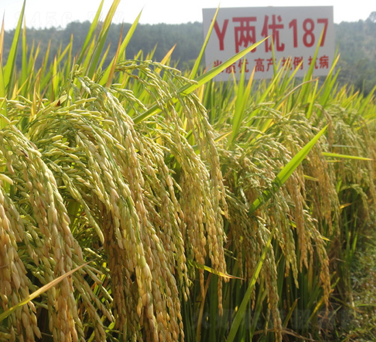 Y兩優(yōu)187-水稻種子-中種集團