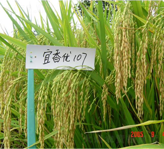宜香107-水稻種子-中種集團