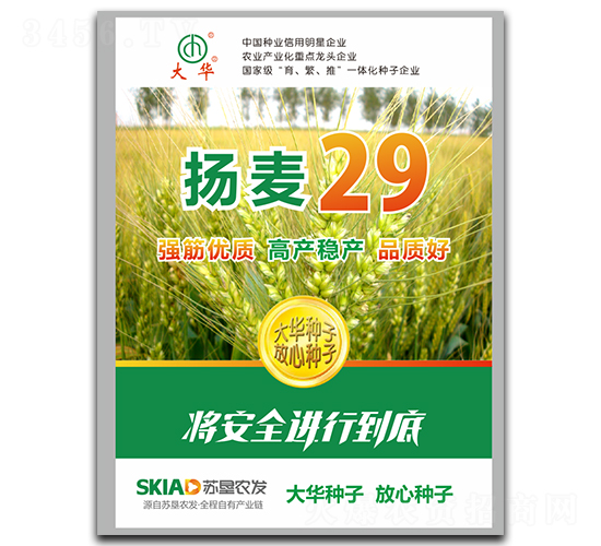揚麥29-小麥種子-大華種業