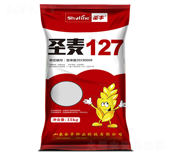 圣麥127-小麥種子-圣豐種業