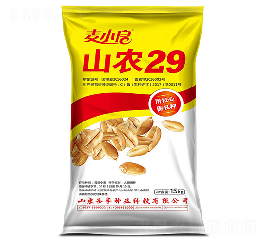 山農29-小麥種子-圣豐種業