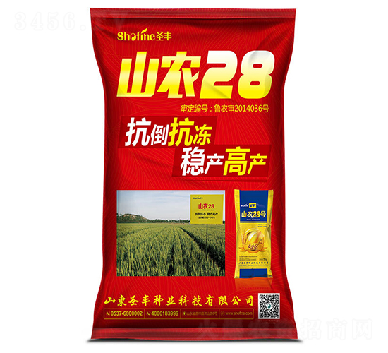 山農28-小麥種子-圣豐種業