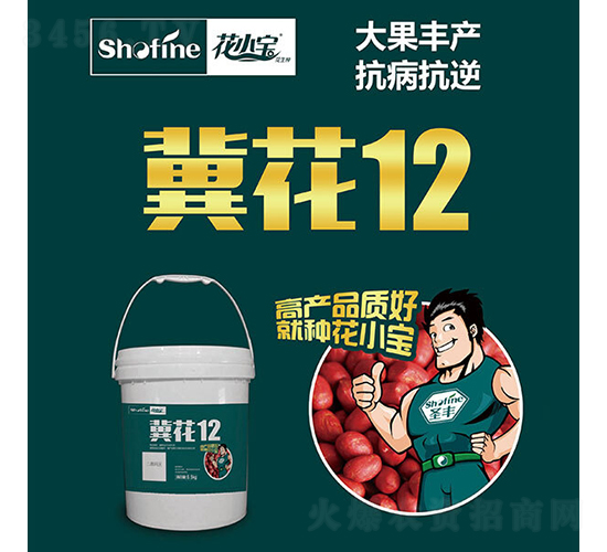 冀花12-花生種子-圣豐種業