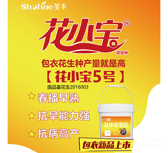 花小寶5號-花生種子-圣豐種業