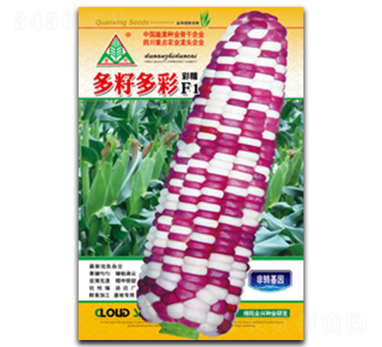 多籽多彩-糯玉米種子-全興種業