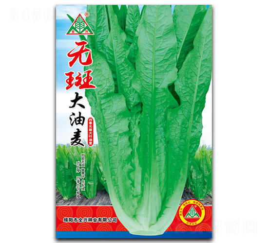 無(wú)斑大油麥-油麥菜種子-全興種業(yè)