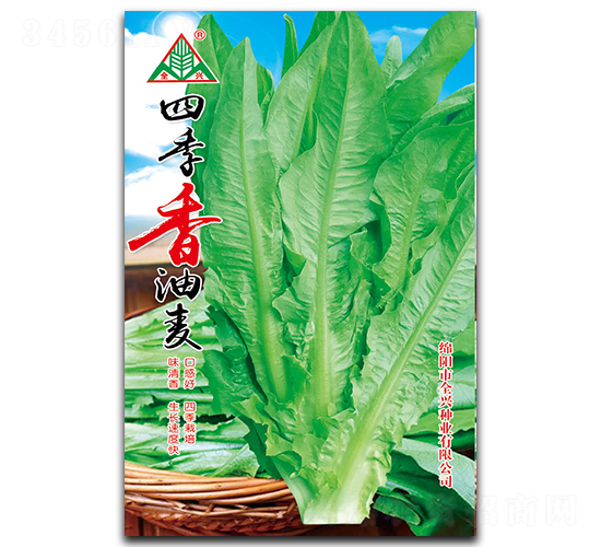 四季香油麥-油麥菜種子-全興種業