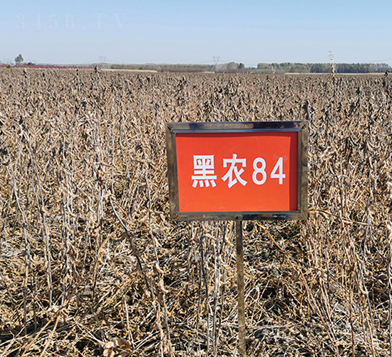 黑農84-大豆種子-龍科種業