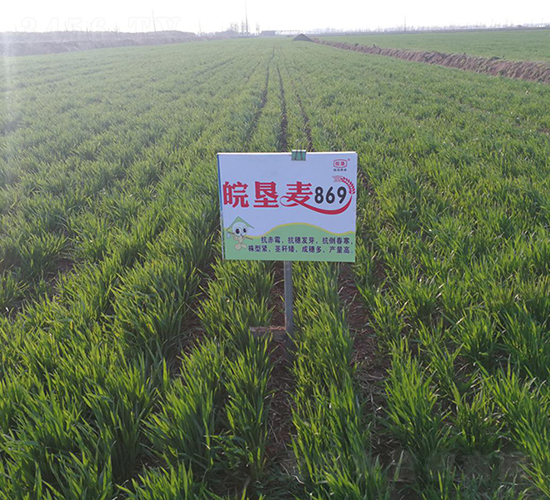 皖墾麥869-小麥種子-皖墾種業
