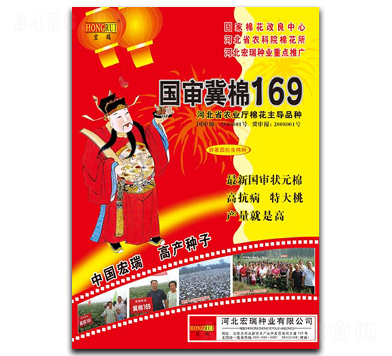 國審冀棉169-棉花種子-宏瑞種業