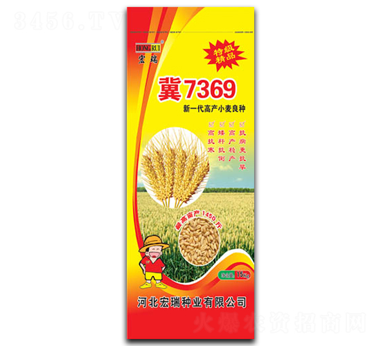 小麥冀7369-小麥種子-宏瑞種業