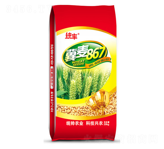 冀麥867-小麥種子-宏瑞種業