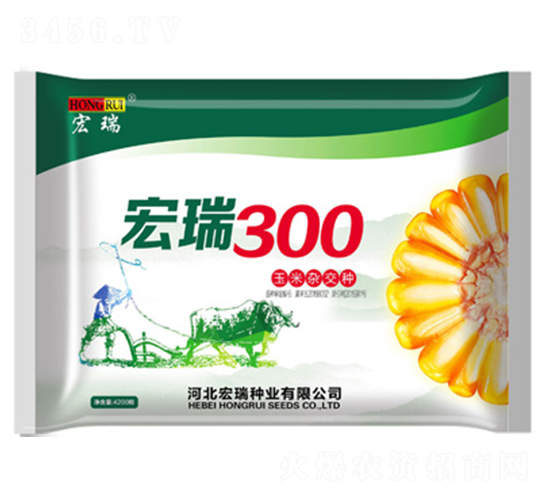 宏瑞300-玉米種子-宏瑞種業