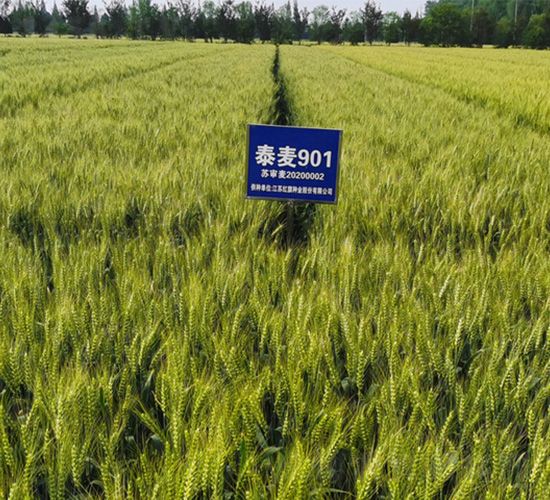 泰麥901-小麥種子-紅旗種業