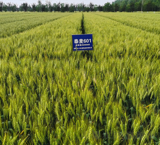 泰麥-601-小麥種子-紅旗種業