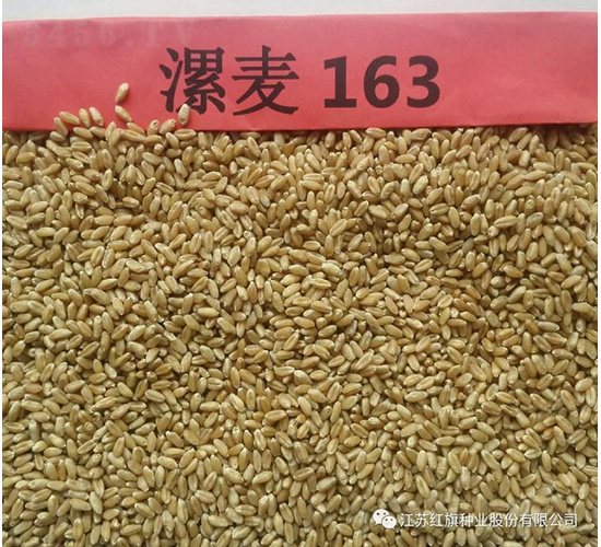 漯麥163-小麥種子-紅旗種業