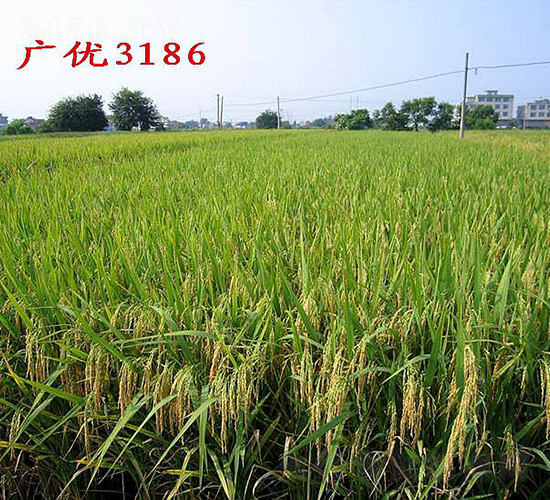 廣優3186-水稻種子-六三種業