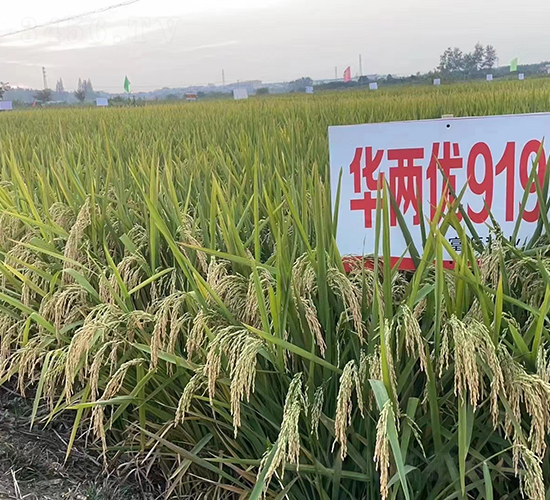 華兩優919-水稻種子-袁糧