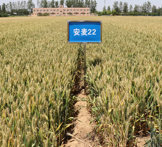 安麥22-小麥種子-安陽(yáng)農(nóng)科