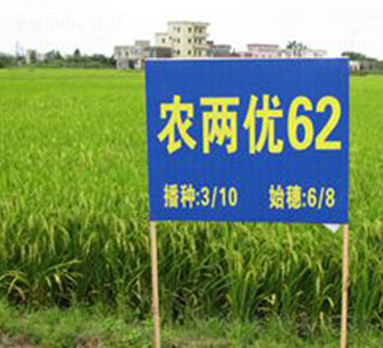 農兩優62-水稻種子-華茂高科