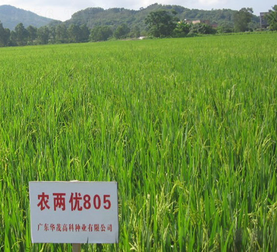 農兩優805-水稻種子-華茂高科