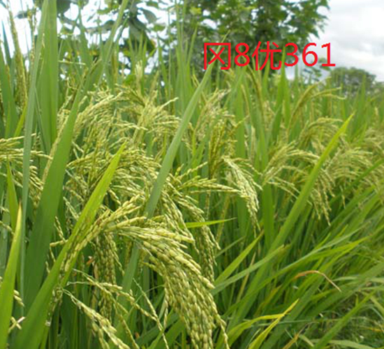 岡8優361-水稻種子-科薈種業