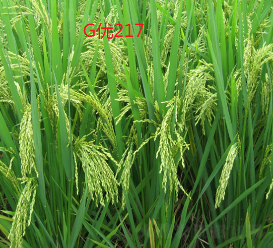 G優217-水稻種子-科薈種業