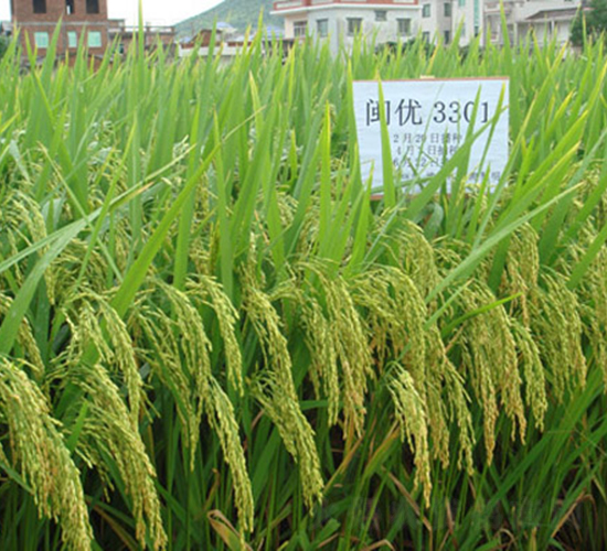 閩豐優3301-水稻種子-科薈種業