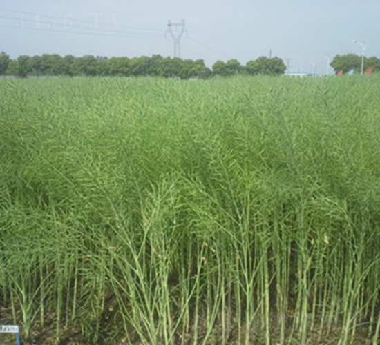 惠油雜6815-油菜種子-惠華三農