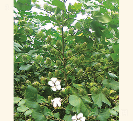 潤雜棉5號-棉花種子-惠華三農