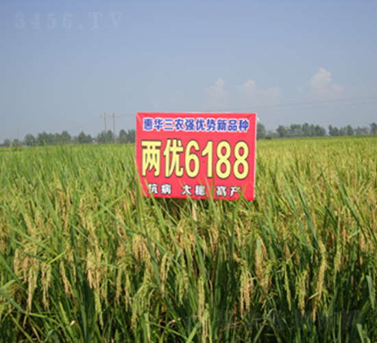 兩優6188-水稻種子-惠華三農