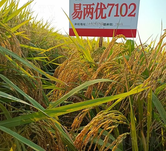 易兩優7102-水稻種子-惠華三農