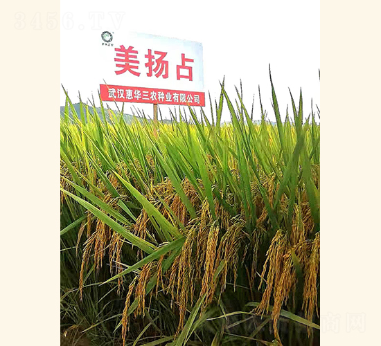 美揚占-水稻種子-惠華三農