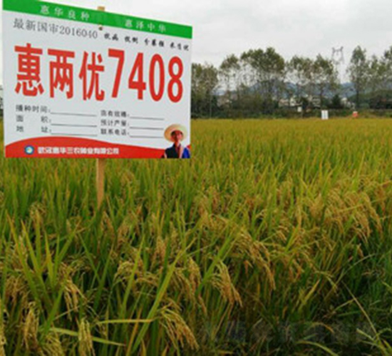 惠兩優7408-水稻種子-惠華三農