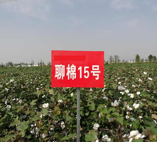 聊棉15號-棉花種子-銀興種業