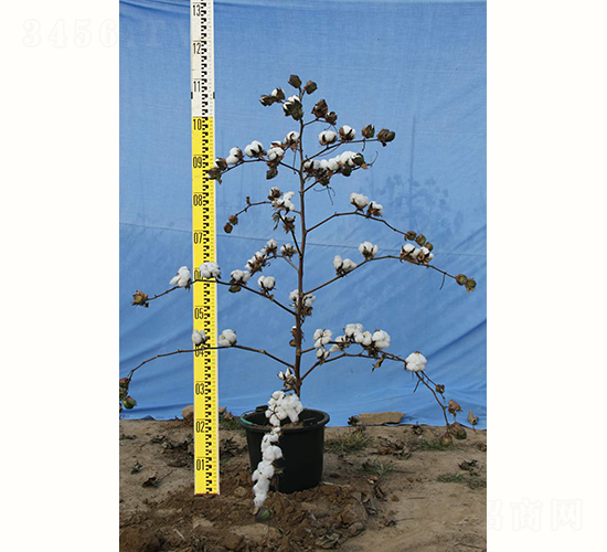 銀興棉14號-棉花種子-銀興種業