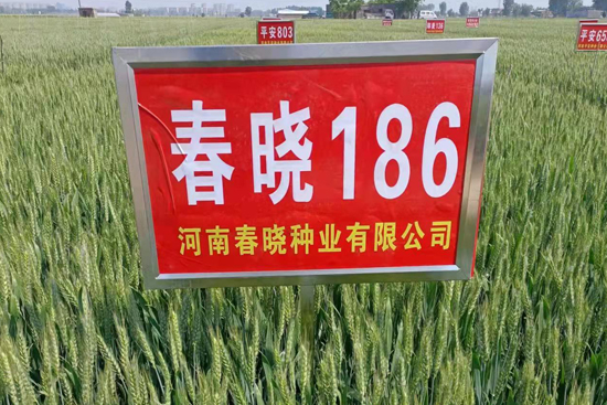 春曉186-小麥種子-春曉種業