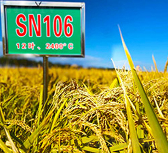 SN106-水稻種子-喬氏種業
