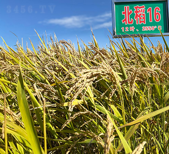 北稻16號-水稻種子-喬氏種業