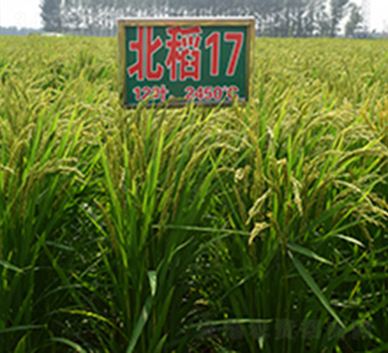 北稻17號-水稻種子-喬氏種業