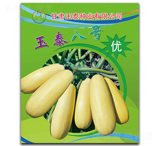 玉泰八號-西葫蘆種子-玉泰種業