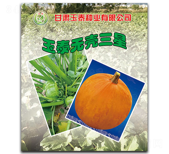 玉泰無殼三星-無殼葫蘆種子-玉泰種業