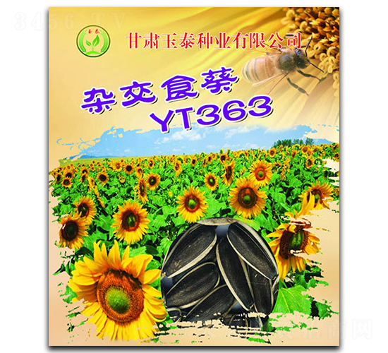 雜交食葵YT363-向日葵種子-玉泰種業