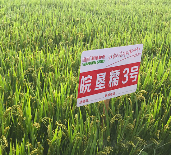 皖墾糯3號(hào)-水稻種子-三高種業(yè)