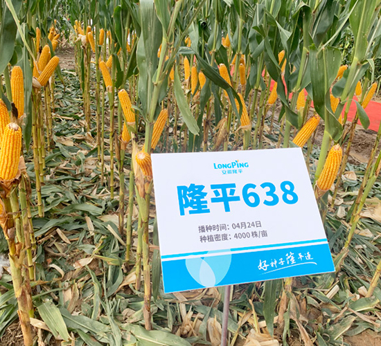 隆平638-玉米種子-三高種業