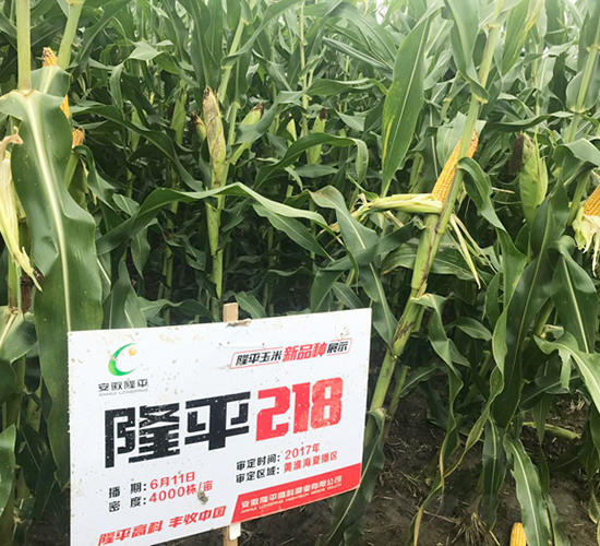 隆平218-玉米種子-三高種業