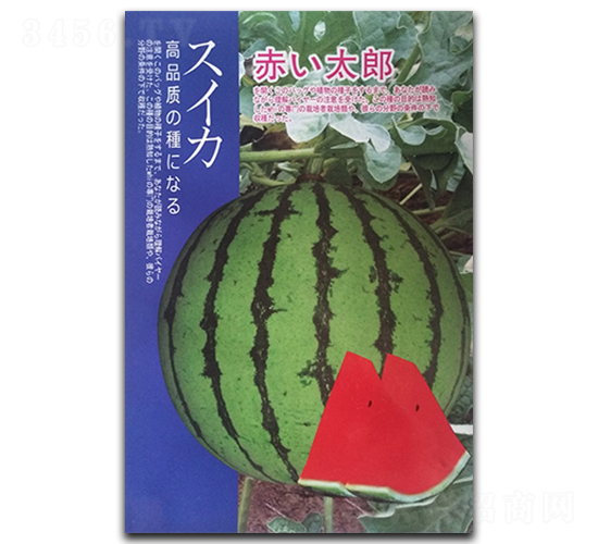 紅太狼-西瓜種子-鳳凰種業