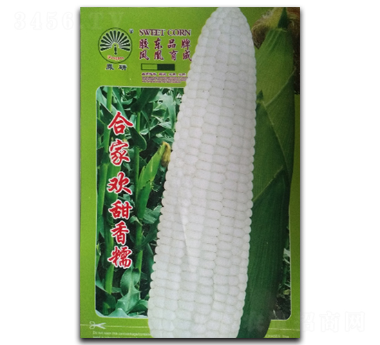 合家歡-糯玉米種子-鳳凰種業