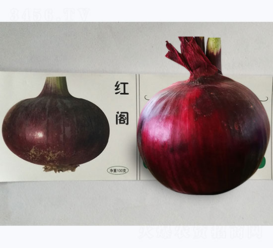 紅閣-洋蔥種子-鳳凰種業