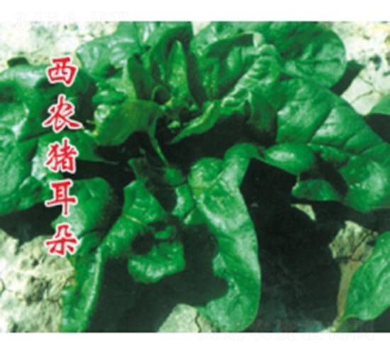 西農豬耳朵-菠菜種子-秦紅種業